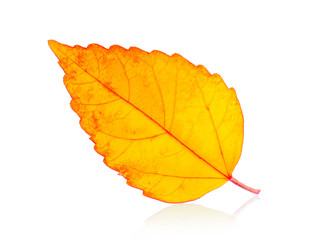autumn leaf isolated on white background