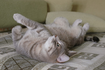 Кот на диване