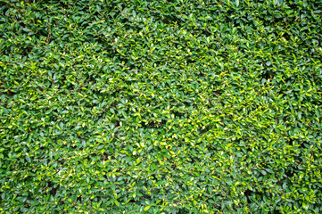 Green grass background vignette or the naturally walls, texture Ideal for use in the design fairly.