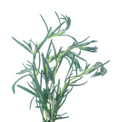 Rosemary isolated on white background