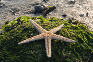 Starfish on the sea weed