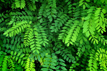 Naklejka na ściany i meble Natural background. The bush of bright green branches of acacia.