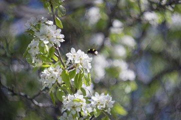 The bumblebee collects pollen from the blossomed flowers of an apple-tree