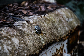 廃車（草むらに埋もれる廃棄自動車）