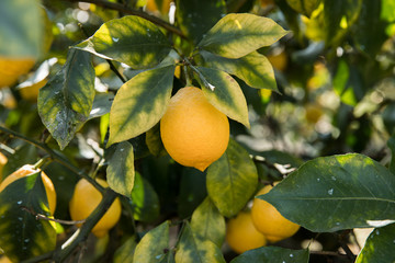 レモン（檸檬）