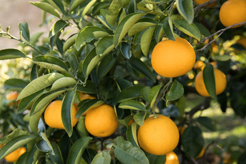 伊予柑（いよかん）