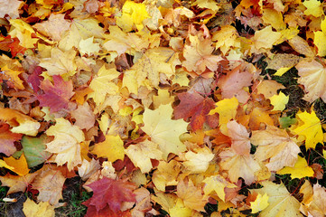 Autumn natural background of fallen maple red and yellow leaves.