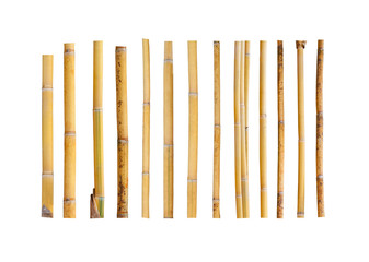 yellow bamboo isolated on white background.