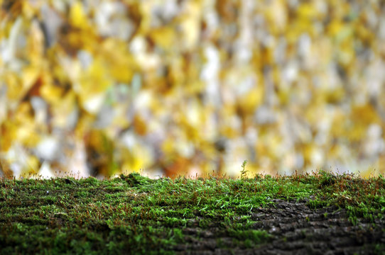 Green moss on tree close up. Autumn yellow leaves on blurred background.