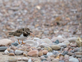 Ruddy turnstone in non breeding plumage. Sidmouth beach, Devon, England.