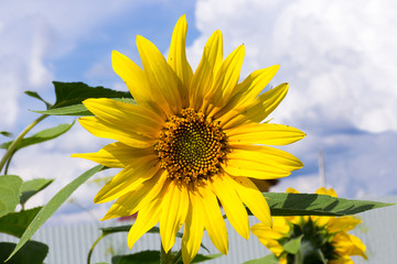 Bright big yellow sunflower flower growing in the garden against a blue summer sky with clouds