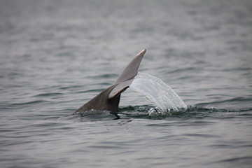 Tail of a dolphin