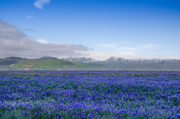 Landscape of Lupine Meadow with Mountains in Background
