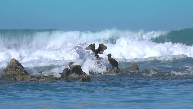 oc&eacute;an cormorans fun