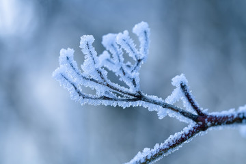 Frozen flower, shallow focus. Winter Background