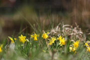 Narzissen im Naturgarten