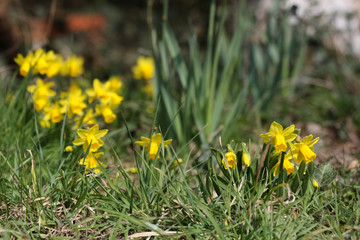 Narzissen im Naturgarten