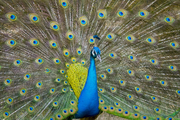 Obraz premium Image of a peacock showing its beautiful feathers. wild animals.