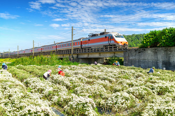 Obraz premium train passing through chrysanthemum field in tungluo, miaoli