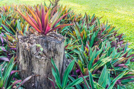 Tradescantia spathacea and stump. They are in decorative exterior garden.