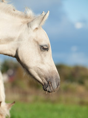  portrait of welsh  pony foal in the pasture