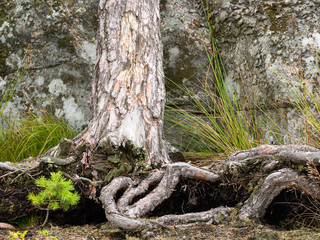 Kiefer Schären Schweden