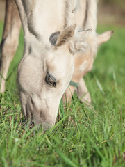 double portrait of grazing welsh  pony foal in the pasture