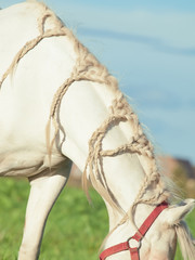 braid of cream pony. close up