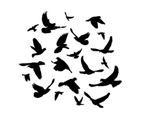 Vector, silhouette of flying birds