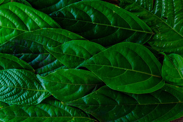 Fototapeta premium green leaf pattern