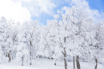 winter landscape at Zao mountain