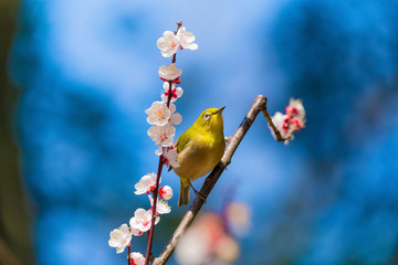 The Japanese White eye.The background is white plum blossoms. Located in Tokyo Prefecture Japan.