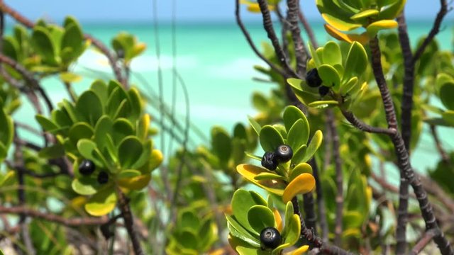 Fruits of Scaevola plumieri (Inkberry) at the coastline. Cayo Santa Maria, Villa Clara, Cuba 