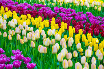 Flower field of colourful tulips in spring. Colorful tulips in the Keukenhof garden, Netherlands. Fresh blooming tulips in the spring garden. Tulip Flower Field. Shallow focus. Beautiful tulips.