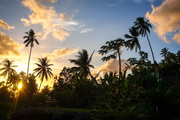 Fototapeta na wymiar Palm tree at sunset in Moorea island