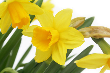 Narcisi gialli su sfondo bianco. Fuoco selettivo.