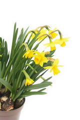 Narcisi gialli in vaso su sfondo bianco. Fuoco selettivo.