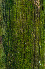 Obraz premium old wood texture