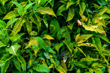 Green trees and leaf greenery