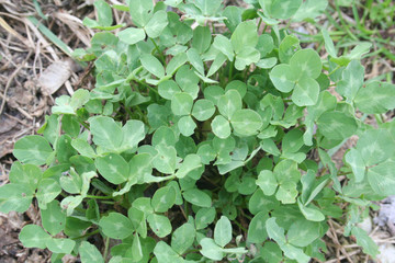 Pianta di Trifoglio all'aperto