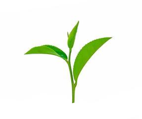 green tea leaf isolated on white background