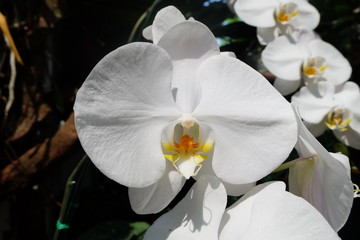 Close-up of a white phalaenopsis orchid flower in the garden