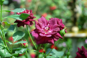 Close-up of beautiful carmine rose with green soft-focus in background