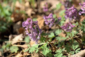 Biene in Lungenkrautblüten auf dem Glauberg Plateau, Gemeinde Glauburg