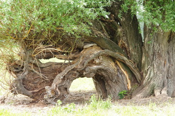 Alter Baum (Weide) bei Zons 