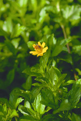 Bee getting honey from yellow flower in a green field in the morning
