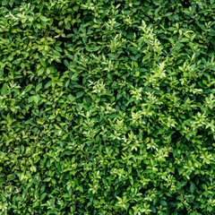Green leaves wall
