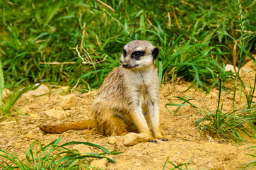 Erdmännchen im Tierpark