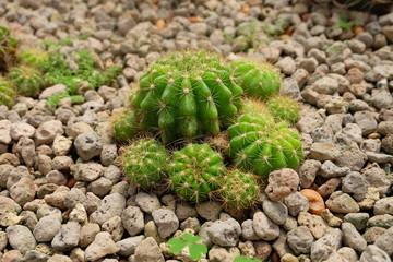 Close-up of a cactus in a botanic garden