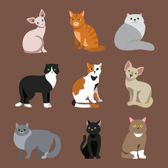 Cat breed cute pet portrait fluffy young adorable cartoon animal and pretty fun play feline sitting mammal domestic kitty vector illustration.
